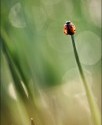 flora-92 beru__ka zmen__en__